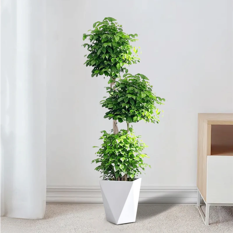 【麻花辫幸福树1.6-1.7米】三层大型盆栽绿植室内盆景净化空气好养