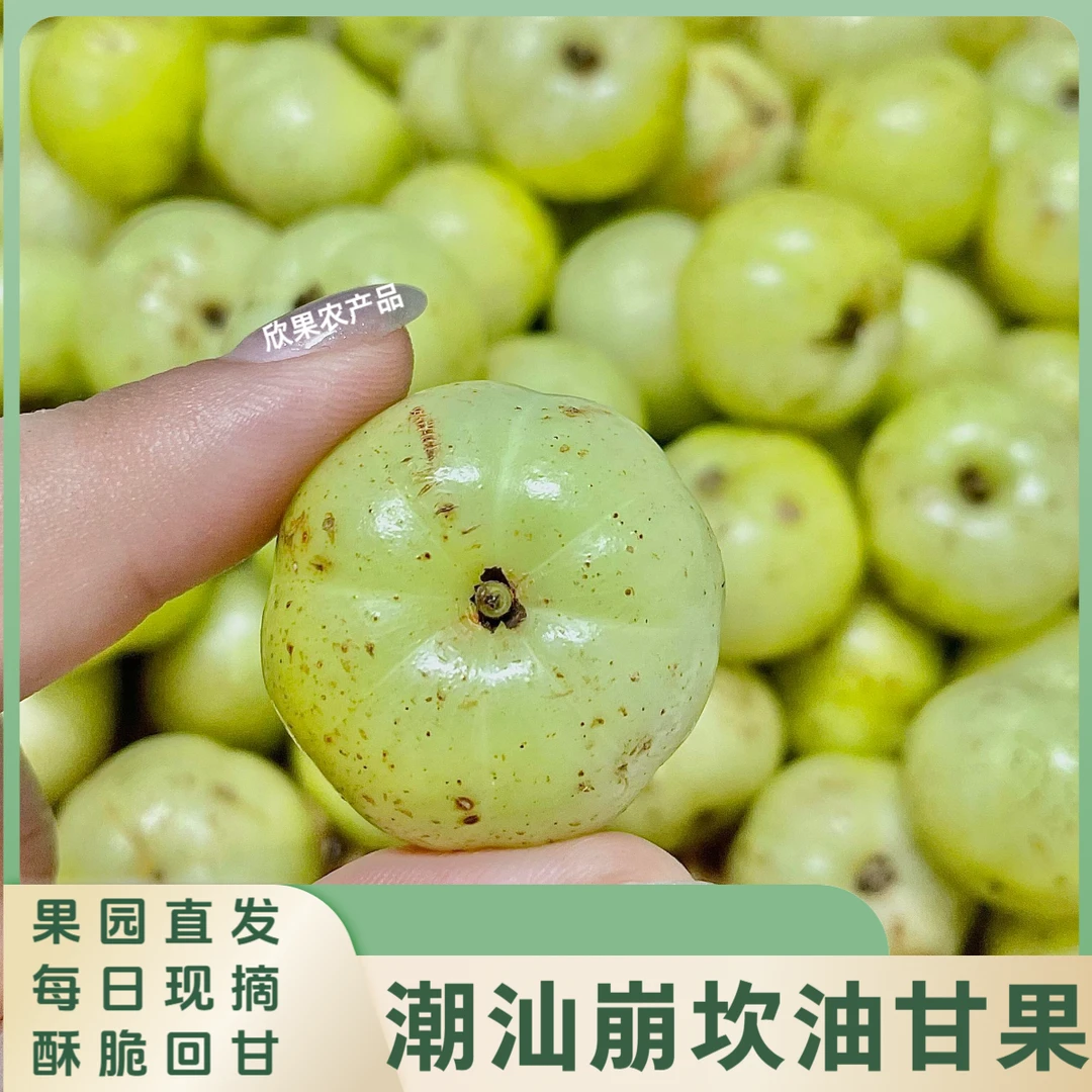 油甘鲜果油柑果新鲜崩坎丙甜牛甘余甘果无渣滇橄榄甜油甘酸涩回甘