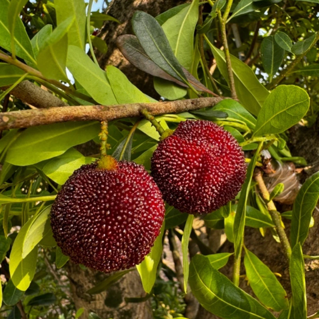 2025金灶本地硬丝杨梅每日现摘现发孕妇新鲜水果顺丰冷链直达