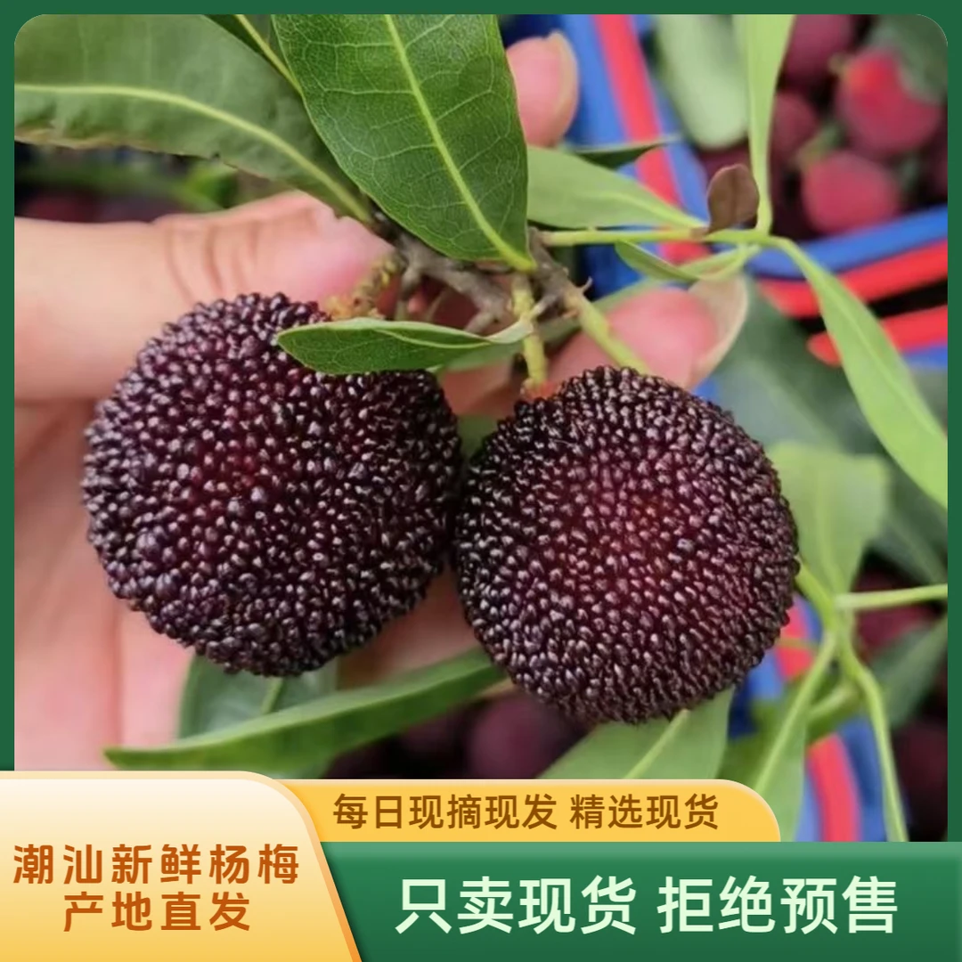 新鲜杨梅潮汕新鲜杨梅每日现摘现发孕妇新鲜水果顺丰冷链直达