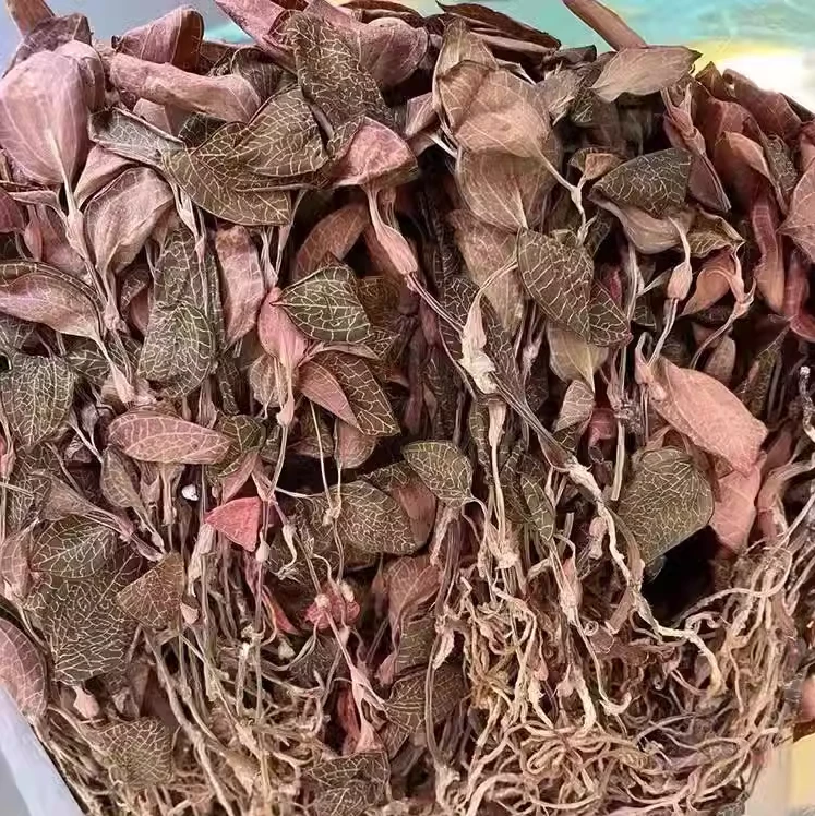 【顺德拉叔臻品】精选福建红霞金线莲100g/250g