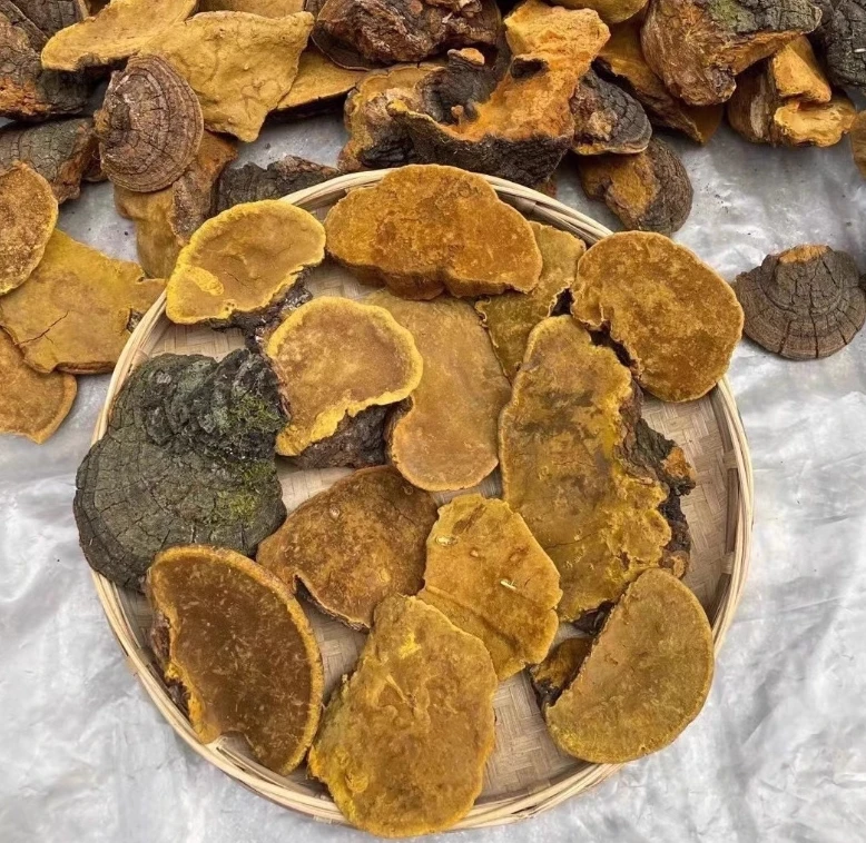 【顺德拉叔臻品】精选西藏桑黄 250g