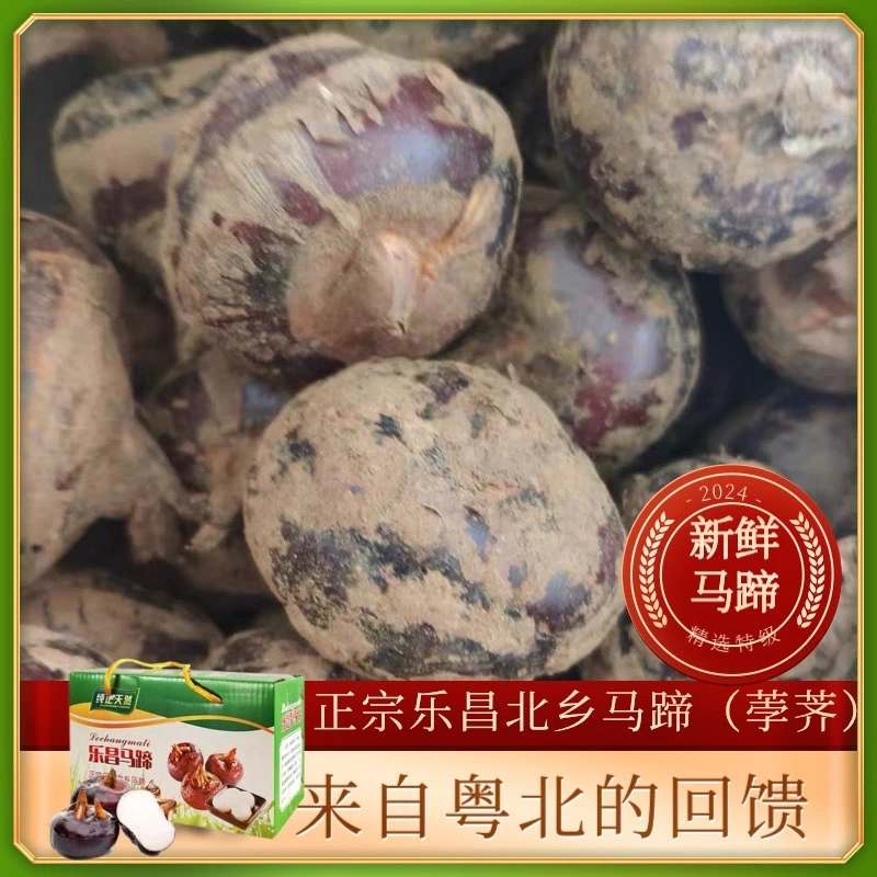 正宗乐昌北乡新鲜马蹄荸荠大果1斤现挖水果蔬菜广东韶关特产包邮