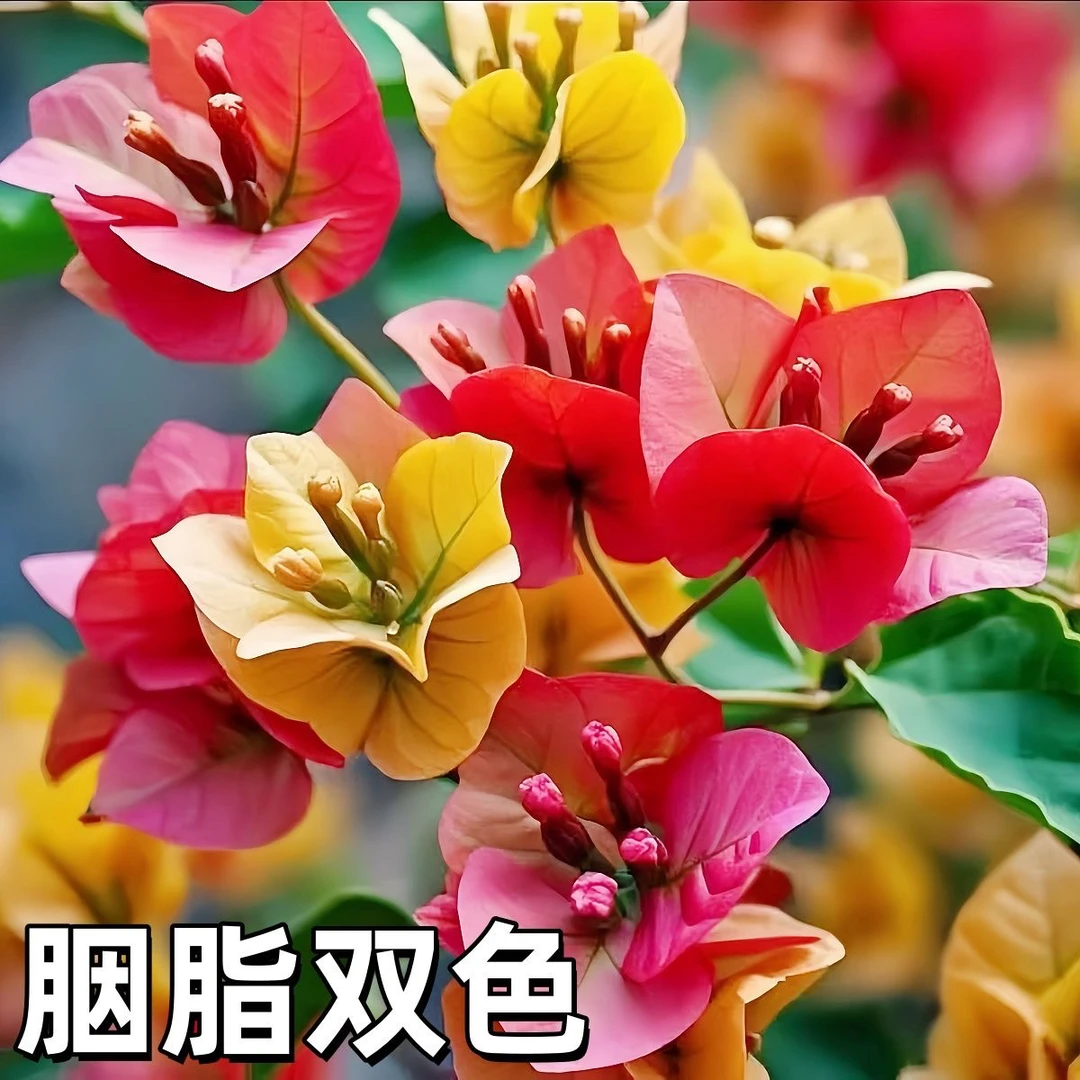 新品胭脂双色三角梅四季开花可爬藤不带花不带盆发货