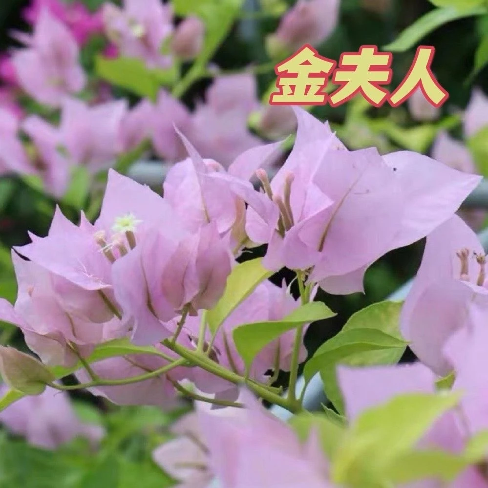 【8.8米金夫人】三角梅四季勤花品种浅粉色发货不带花绿植