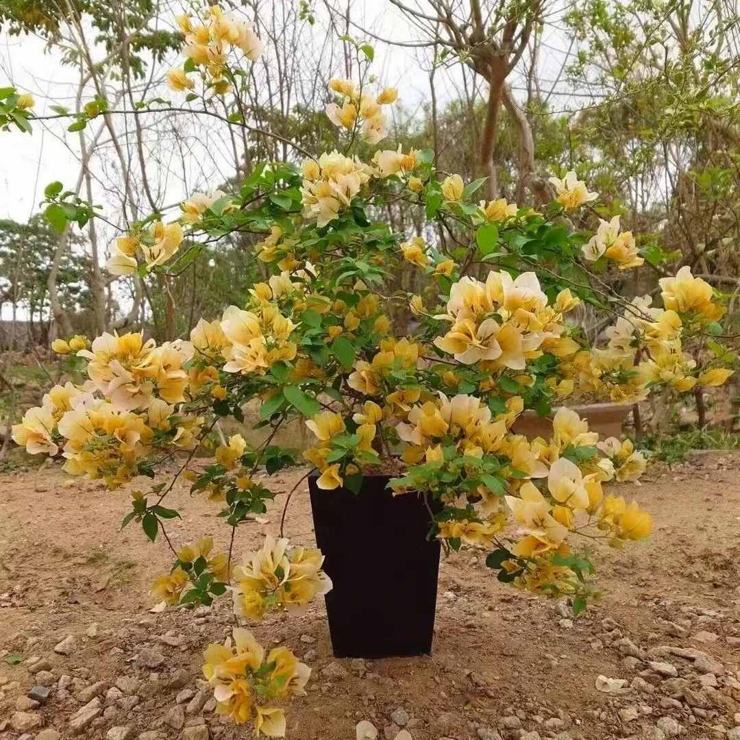 d四季开花三角梅可爬藤庭院阳台勤花好养