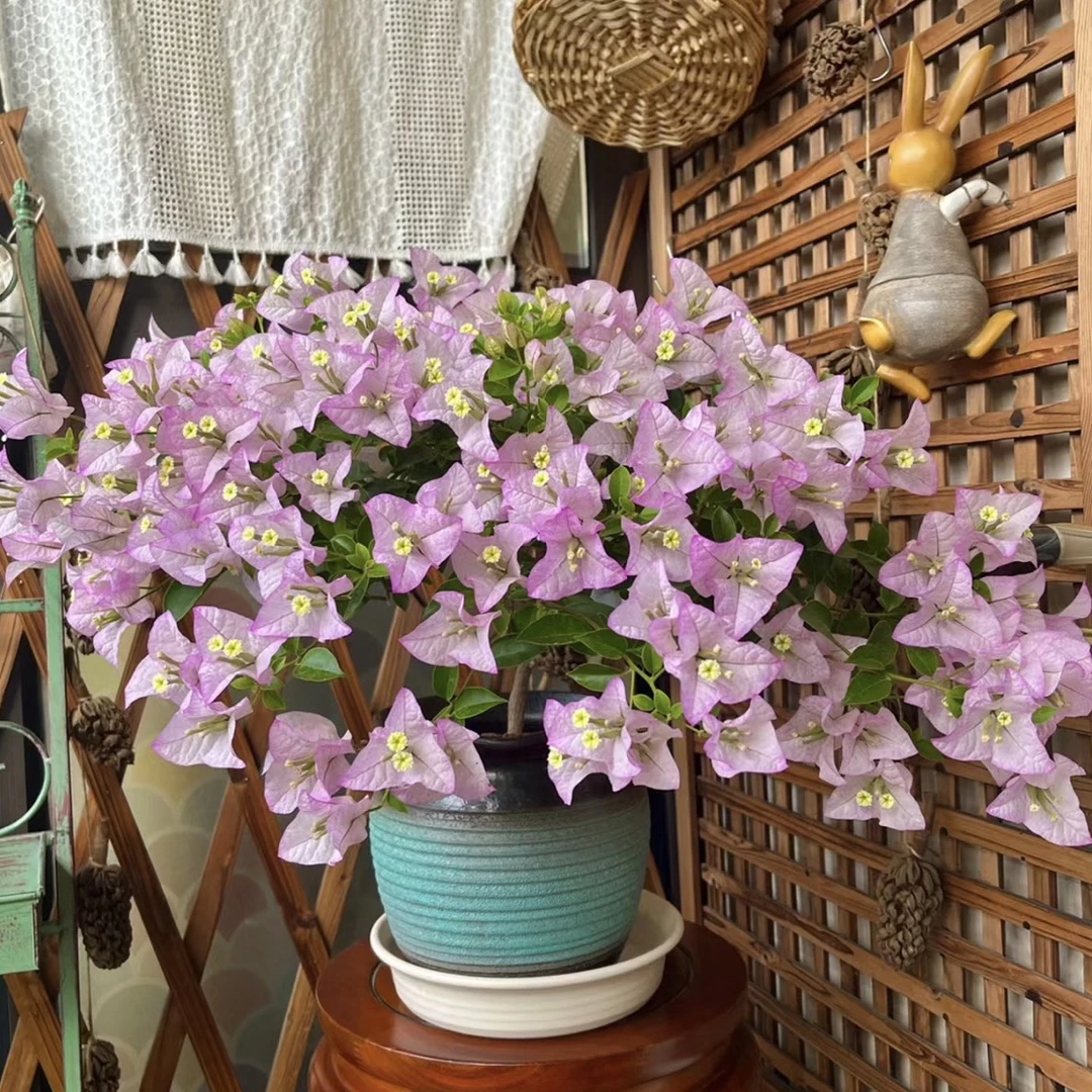 三角梅不带花绿植盆栽网红好养勤花绿植