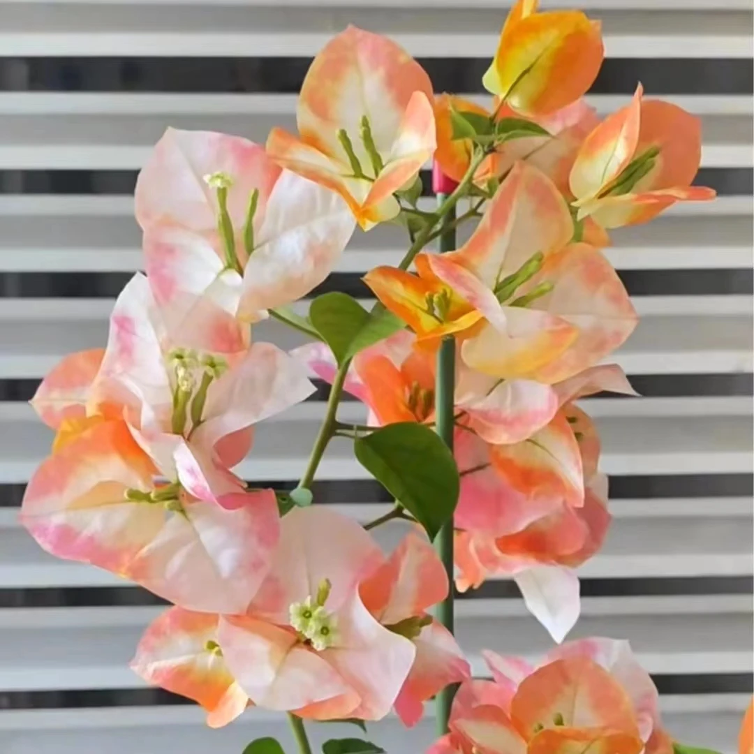 a【百变凤凰9.9米】三角梅勤花四季开花可爬藤庭院阳台不带盆
