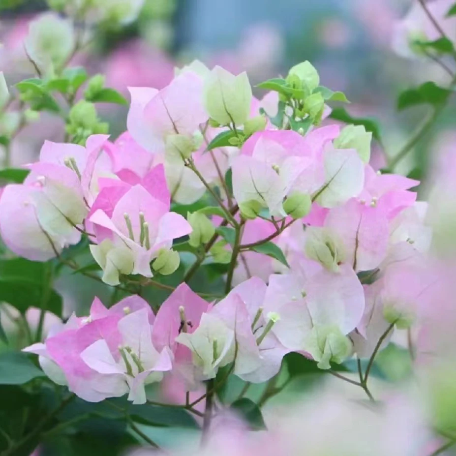 【8.8米绿樱】三角梅四季开花可爬藤阳台庭院勤花不带盆不带花