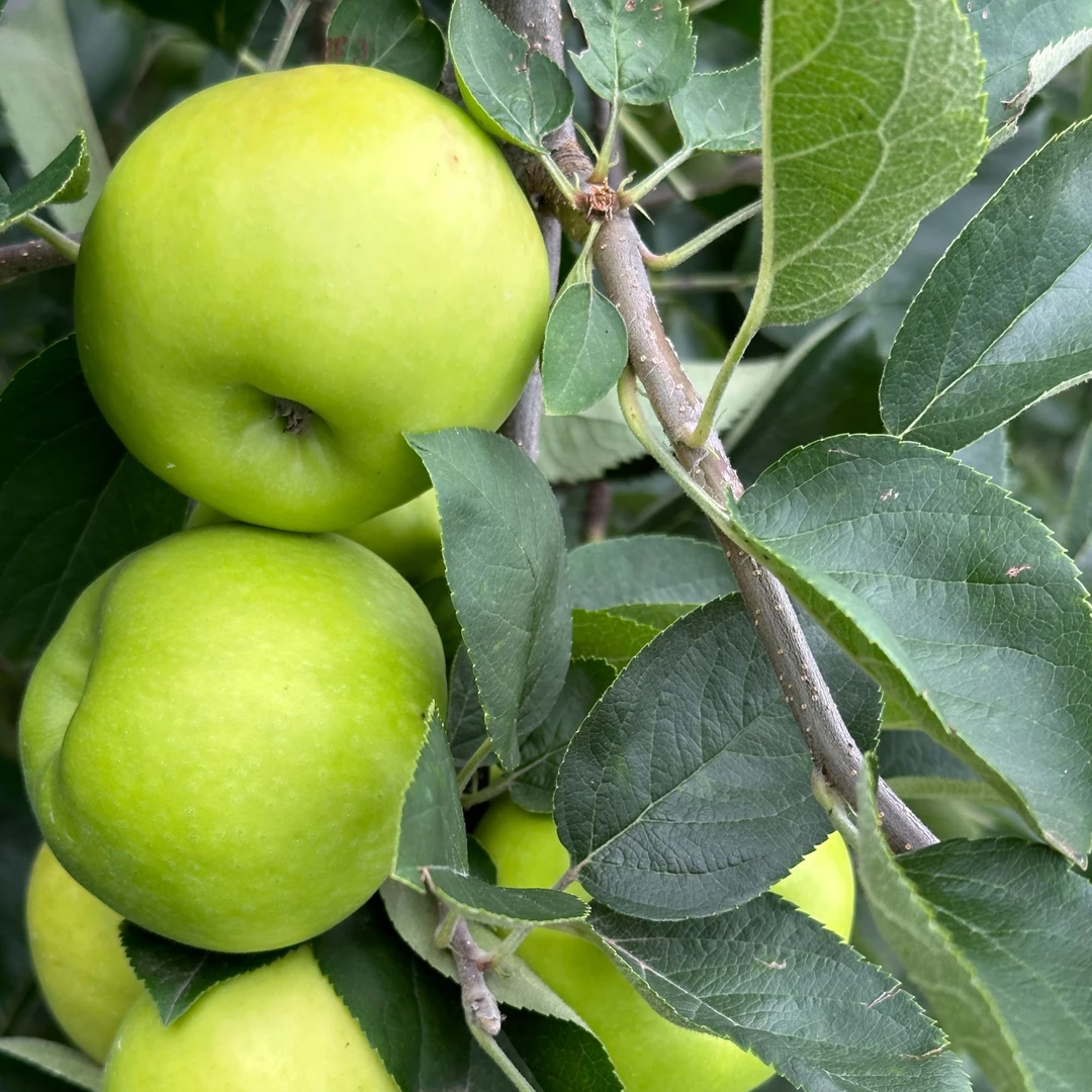 昭通苹果脆甜青苹果果园直发小孩水果新鲜苹果3斤/5斤包邮