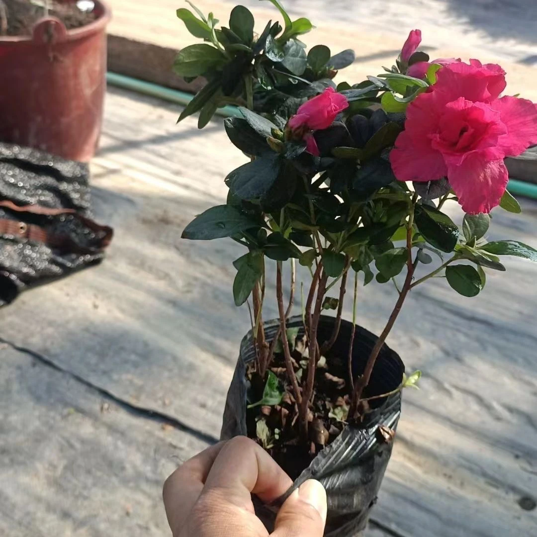 比利时杜鹃花盆栽花卉杜鹃四季开花室内庭院电视柜绿植杜鹃花