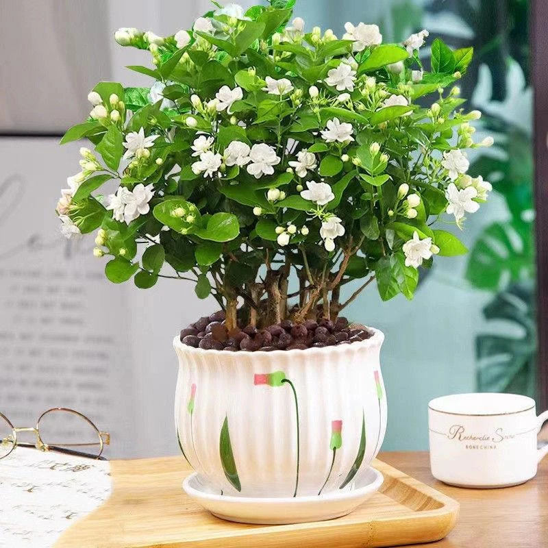 浓香茉莉花苗盆栽栀子花卉植物室内绿植九里香四季电视柜两旁开花