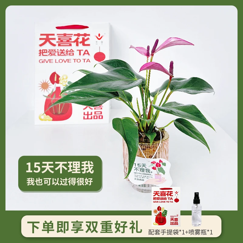 紫掌香妃（齐祖）花卉莉莉植物云南彩掌盆栽室内绿植四节开花可水培