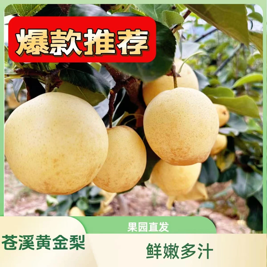 苍溪黄金梨果园现采摘发货