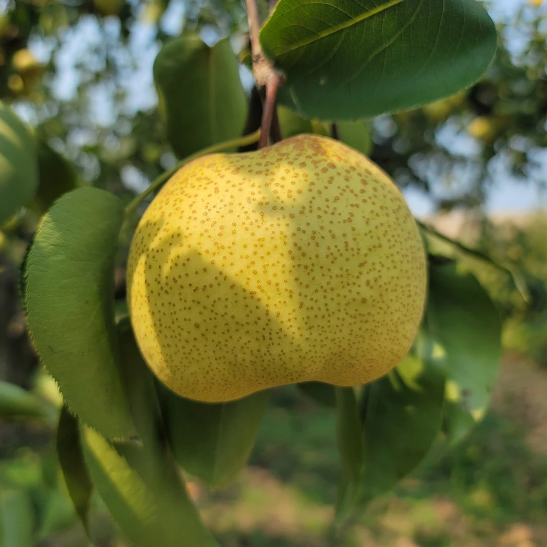 【顺丰包邮】正宗砀山酥梨 老树母梨 纯甜多汁 酥脆爽口