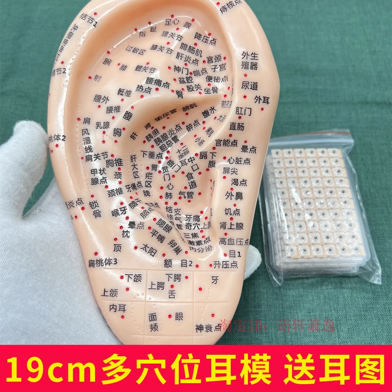 大字超清晰19cm耳朵穴位模型耳模外耳廓针灸耳穴模具刻字版送图纸