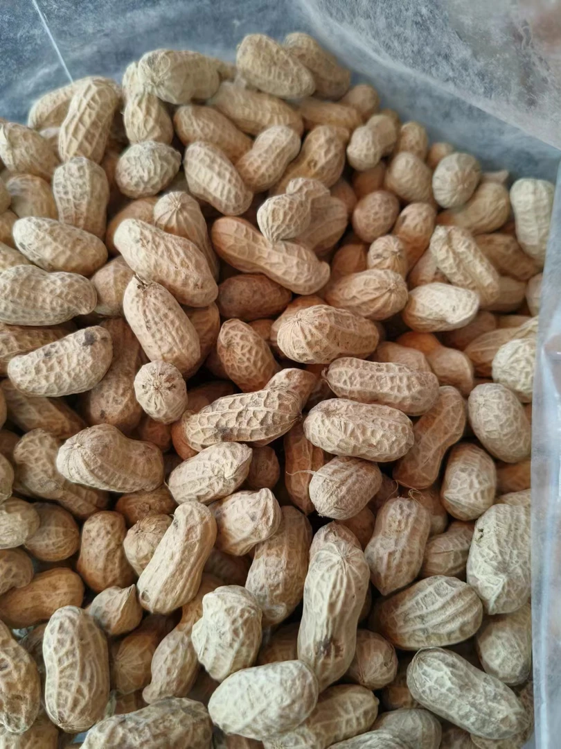 2025年6月花生自种花生日晒花生