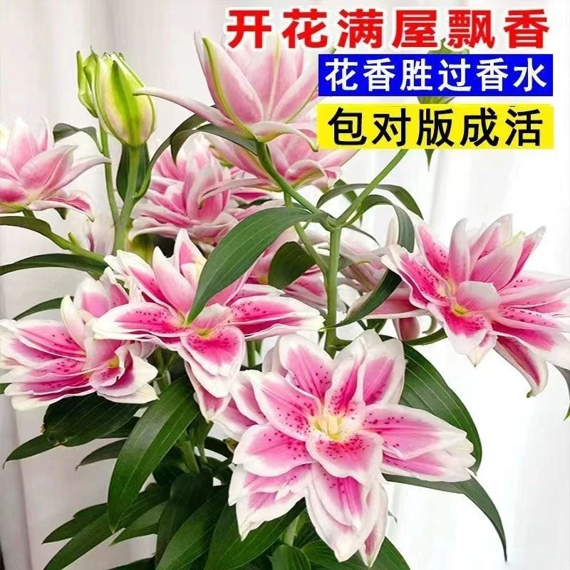进口重瓣香水百合种球23年新球四季盆栽大球土培室内耐寒好养易活