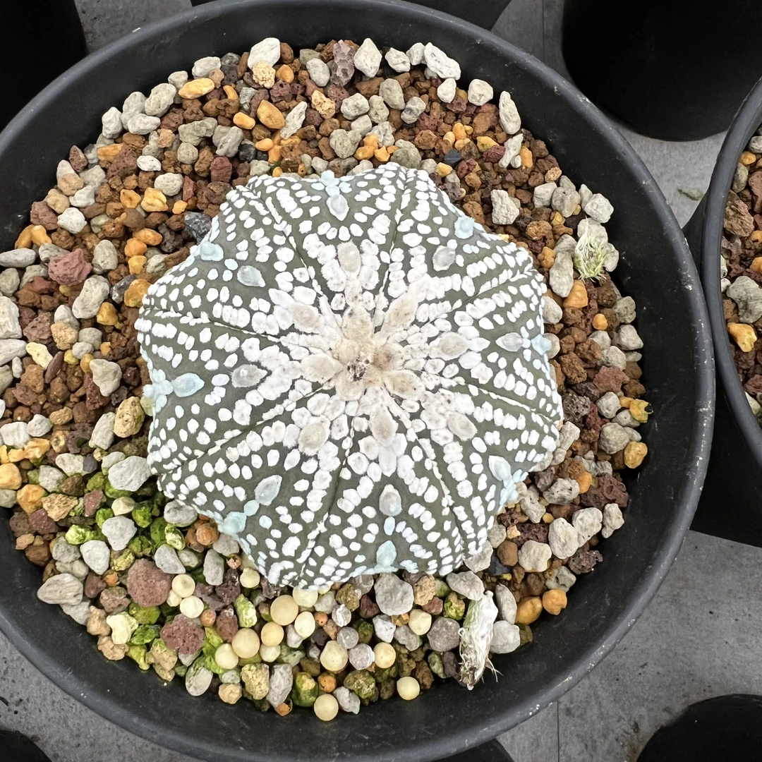奇迹兜超兜白兜实生苗仙人球多肉植物