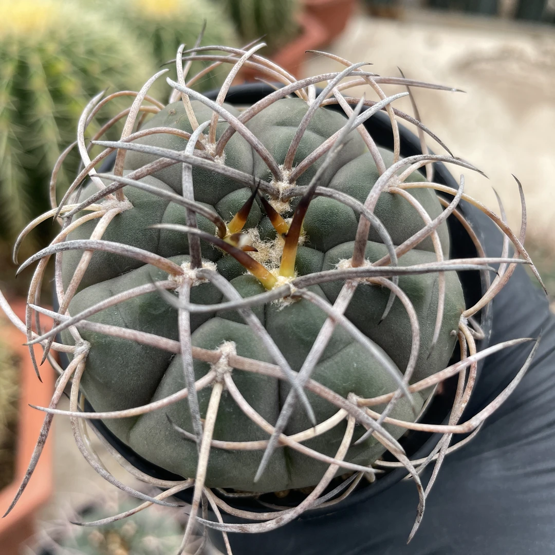 粗刺天平丸 实生强刺裸鳄属仙人球 易养防辐射植物盆栽