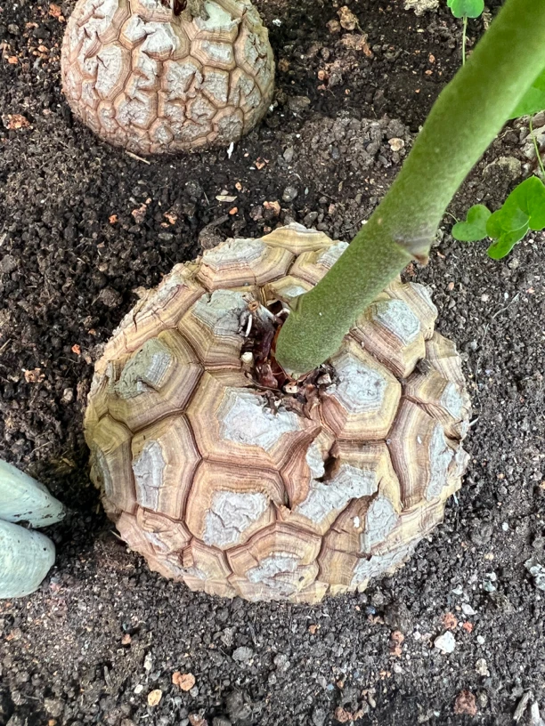 南非龟甲龙多肉植物 块根植物一物一拍