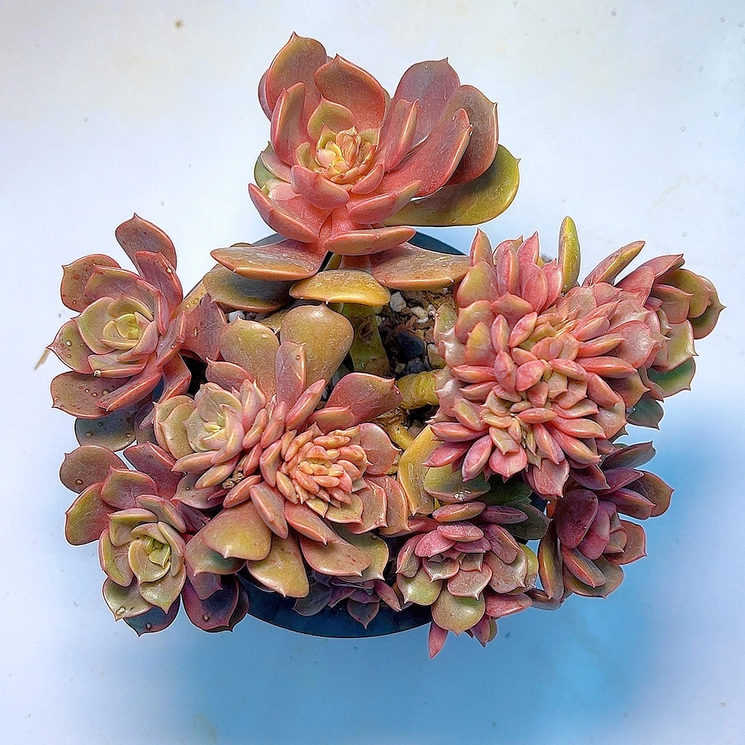 满15包邮(大红袍）多肉植物 吸甲醛 防辐射 净化 空气紫乐老桩多肉