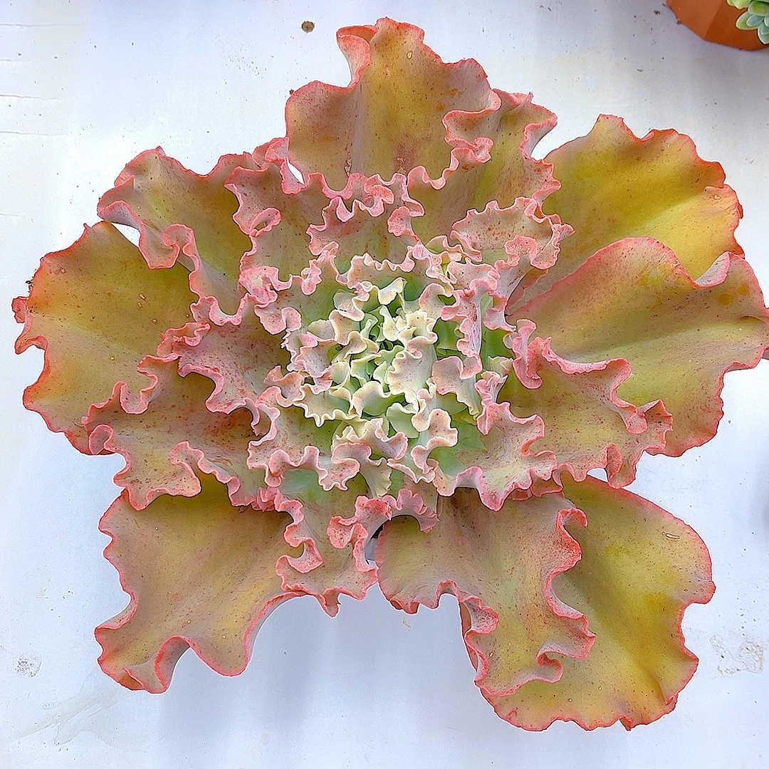 满15包邮（ 高莎之翁）多肉绿植 吸甲醛 防辐射 净化 空气  好看