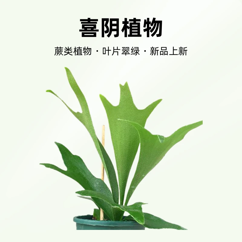 二岐鹿角蕨盆栽蕨类植物喜阴欧美网红蕨热带雨林观叶绿植叶片大型