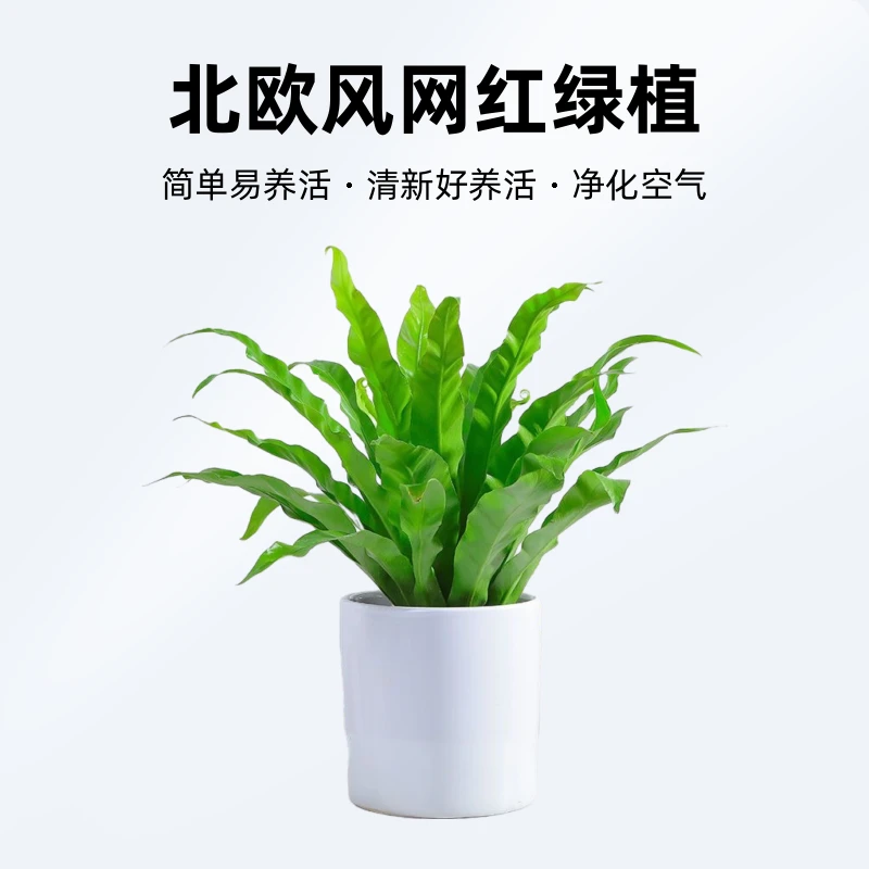 鸟巢蕨类植物室内网红北欧风四季盆栽办公网红绿植清新好养活大型