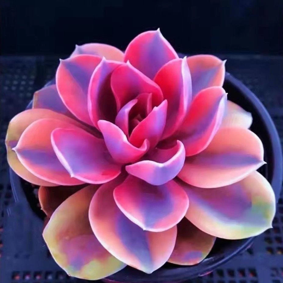 彩虹多肉植物栽好盆栽稀有贵货室内绿植新手易活办公室盆栽花卉