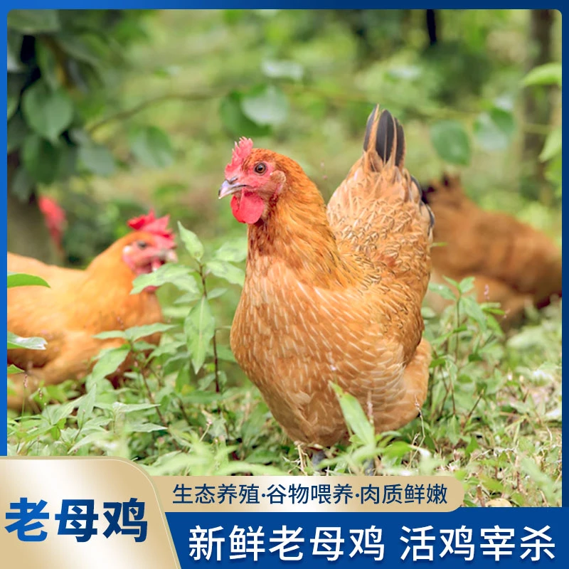 谷饲散养老母鸡顺丰冷链发货2.3-2.5/只*2