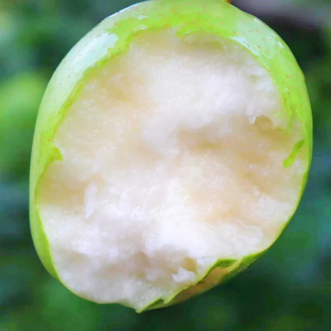 新鲜六月酥梨皮薄细腻好吃多汁无渣大果5斤现摘现发