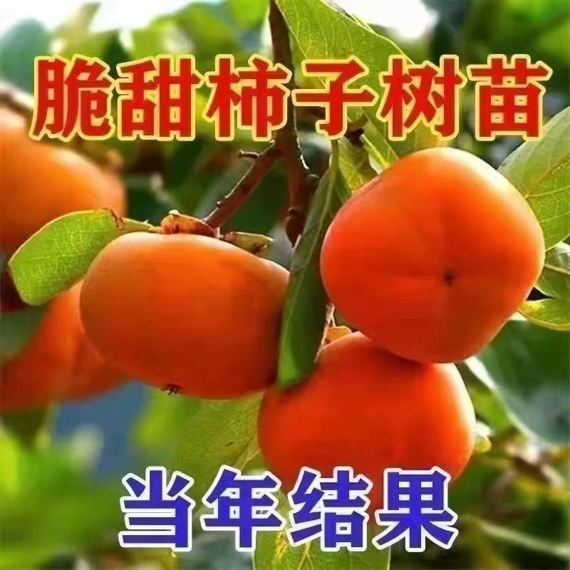 脆甜柿子树苗太秋脆甜柿子火晶柿子无籽无渣脆甜果树苗南北方种植