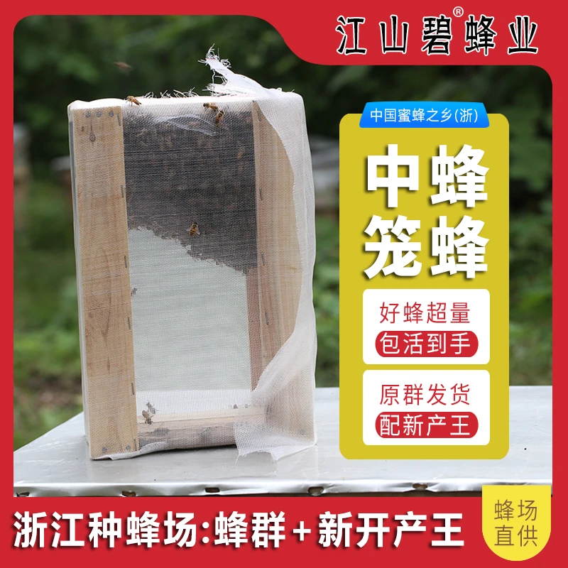 江山碧新产王中蜂笼蜂中华蜜蜂仓蜂群土养带子脾新王蛋群阿坝包活