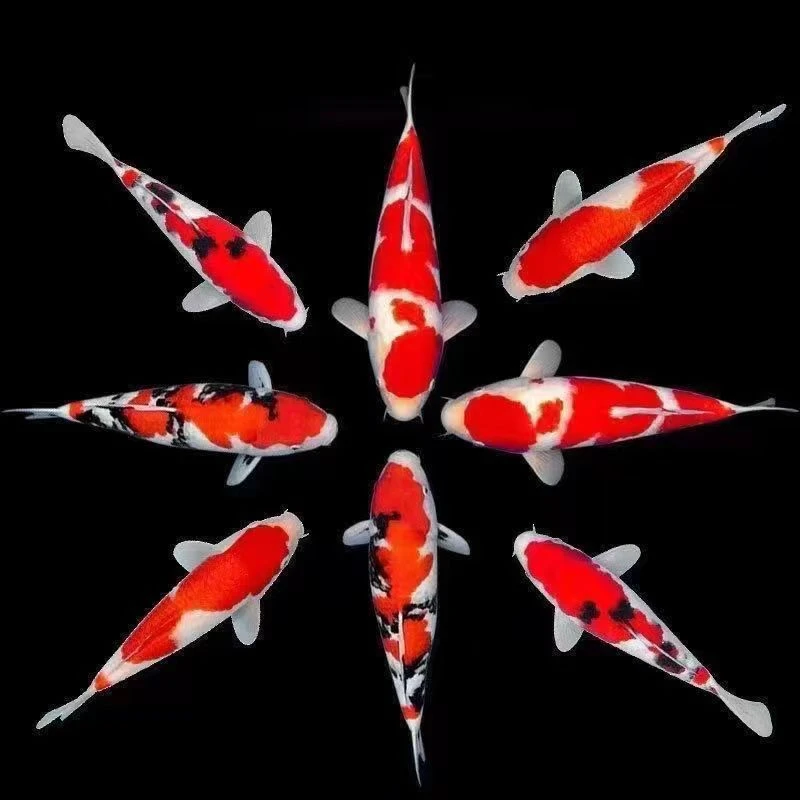 福利款渔场直发锦鲤鱼观赏鱼冷水鱼淡水鱼好养易活水族宠物