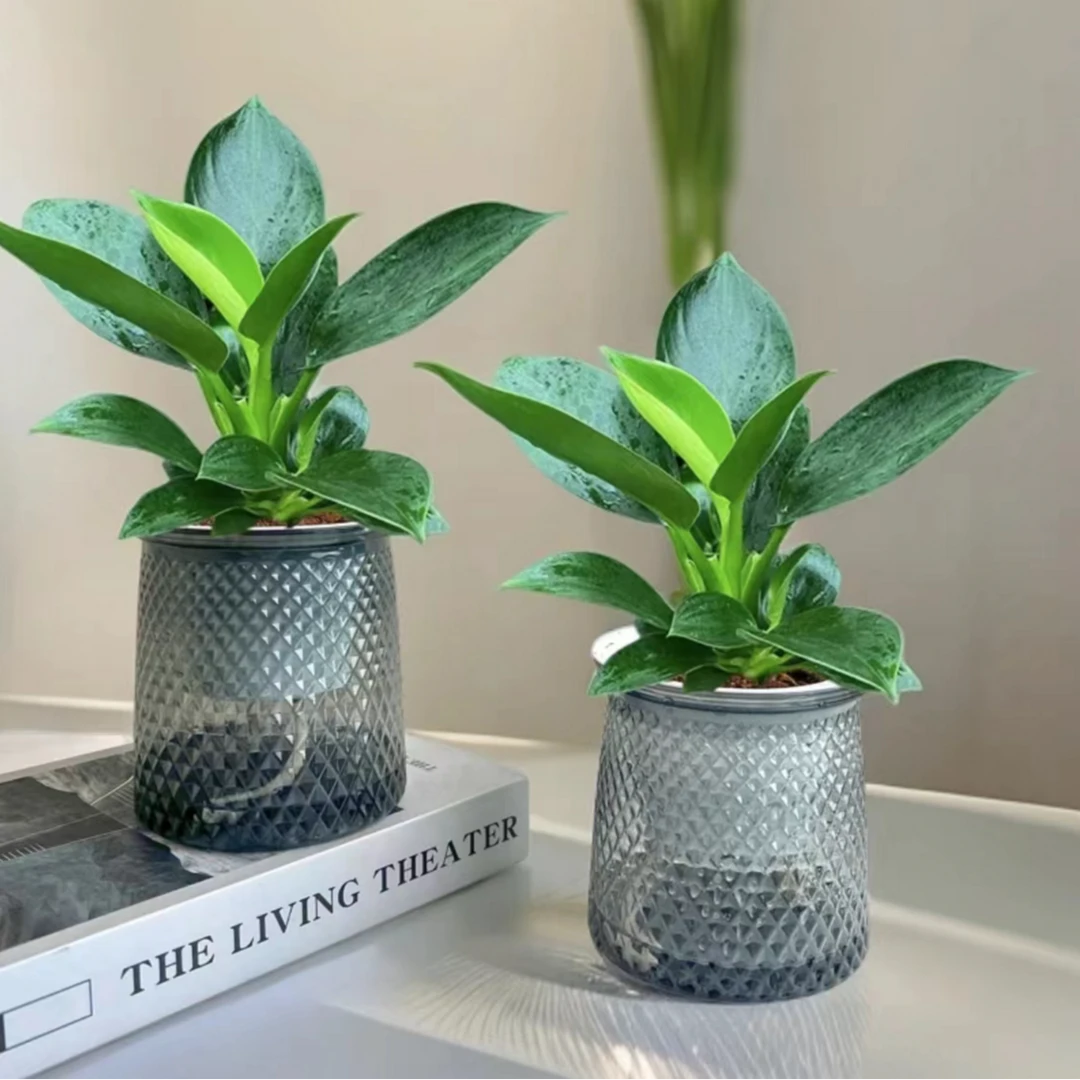 【买一盆送一盆】大叶金钻绿公主室内绿植盆栽办公室四季常青水培