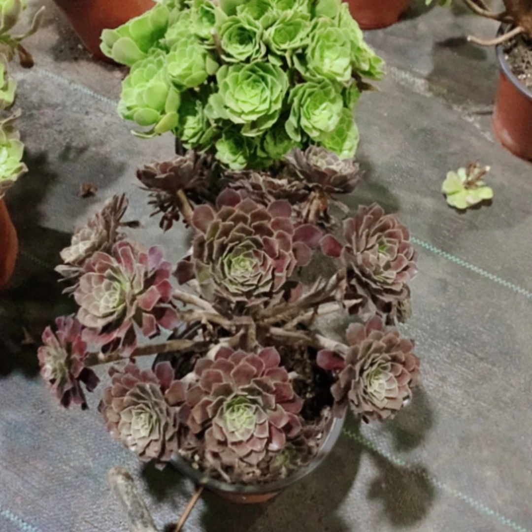 【闪购商品】绿玫瑰加黑铜壶