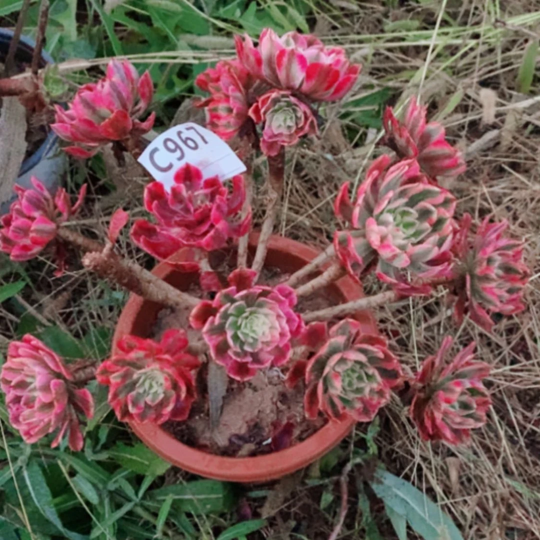 【闪购商品】祝隆967