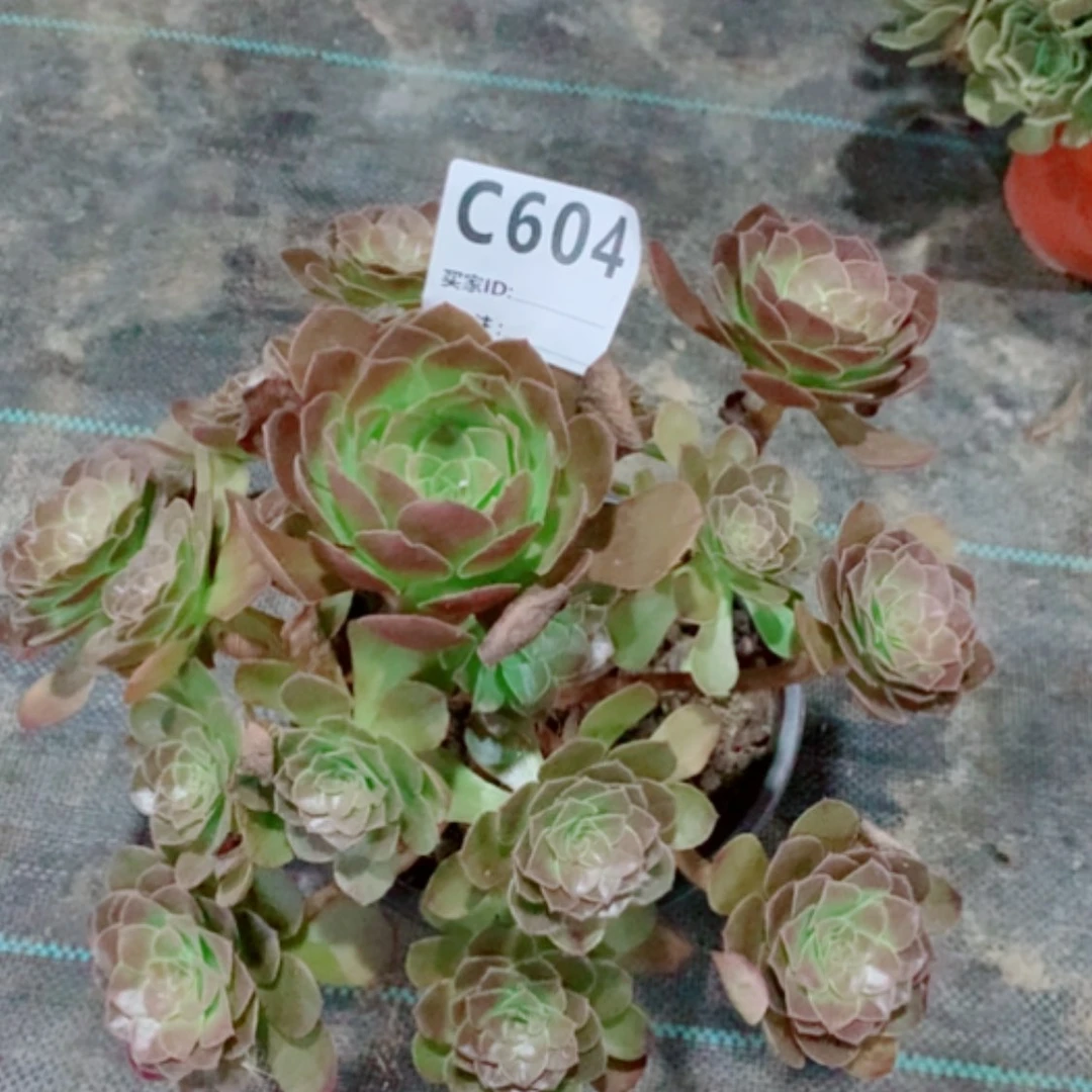 【闪购商品】赤炎莲604