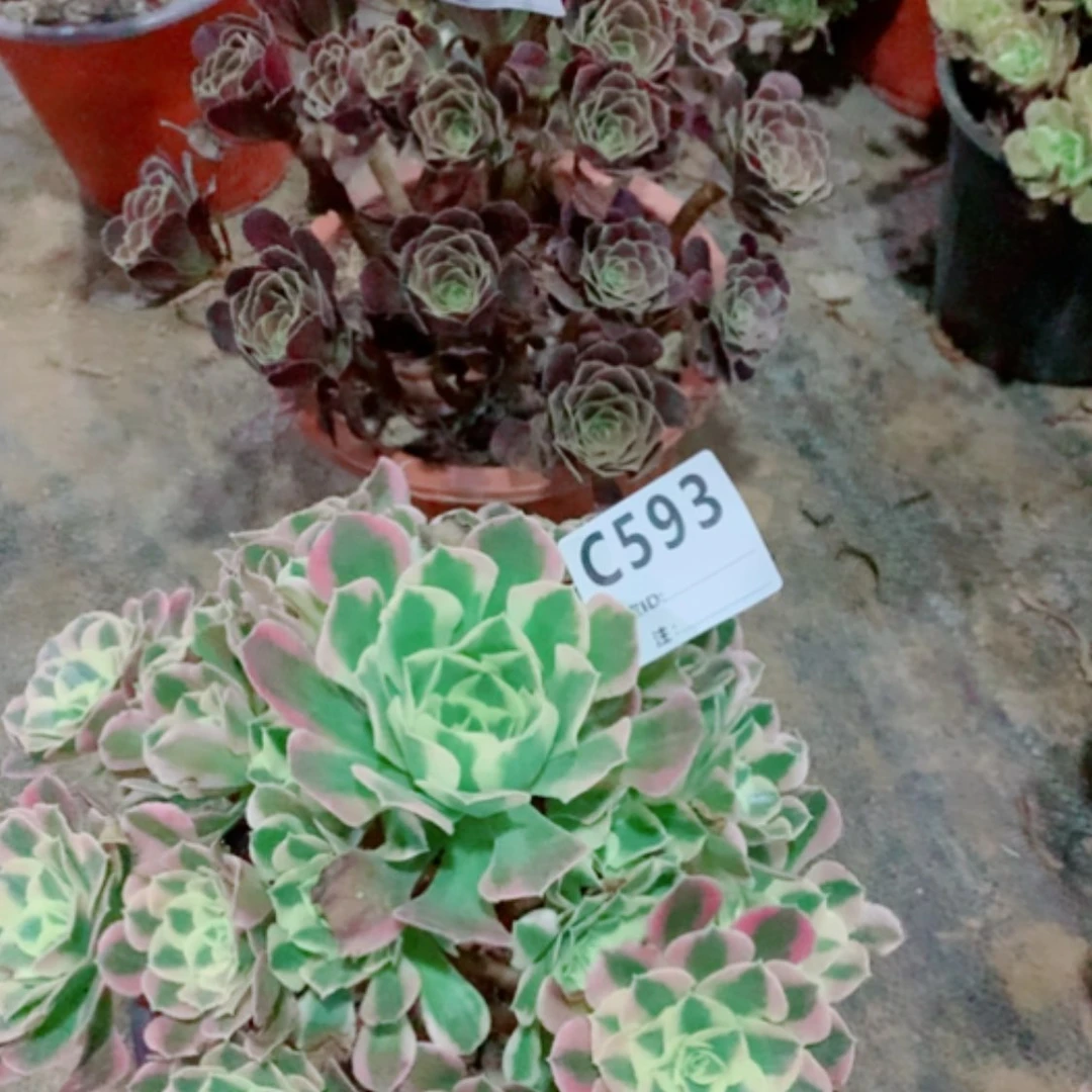 【闪购商品】602➕593