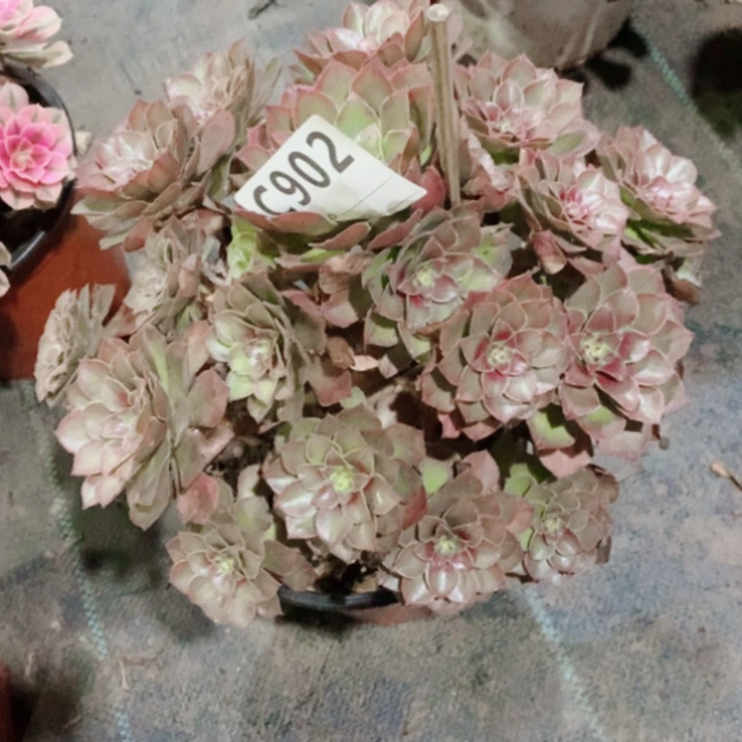 【闪购商品】桃花石902