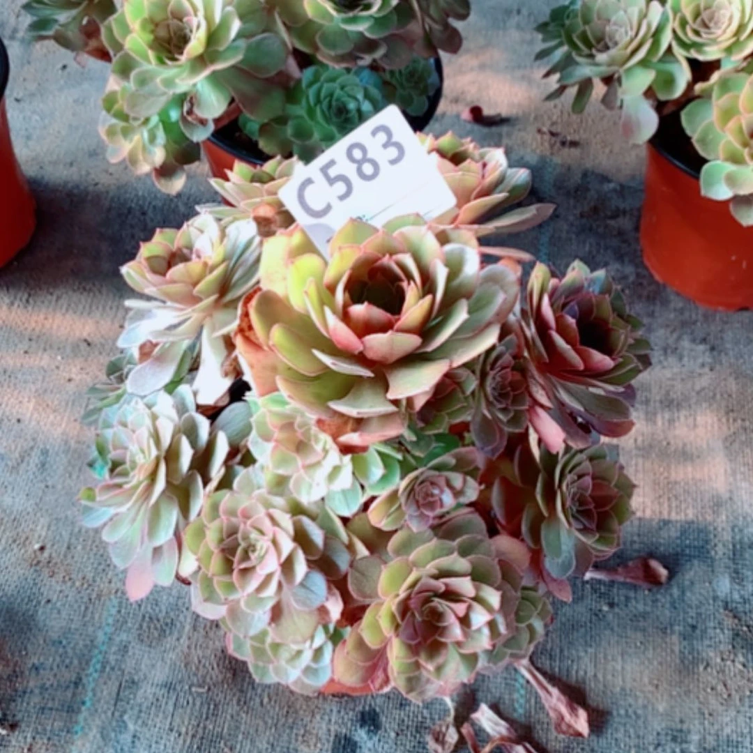 【闪购商品】佳*桃花石583