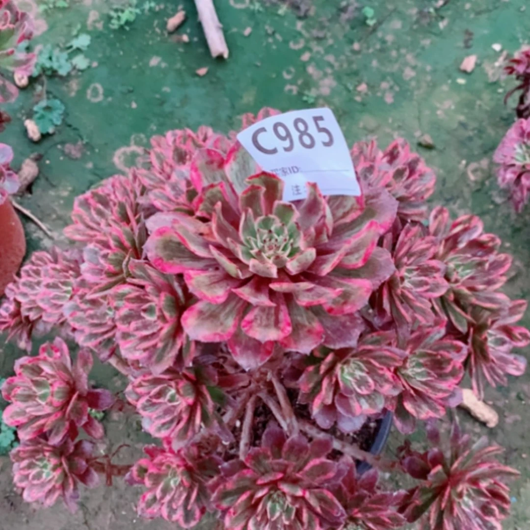 【闪购商品】紫霞985