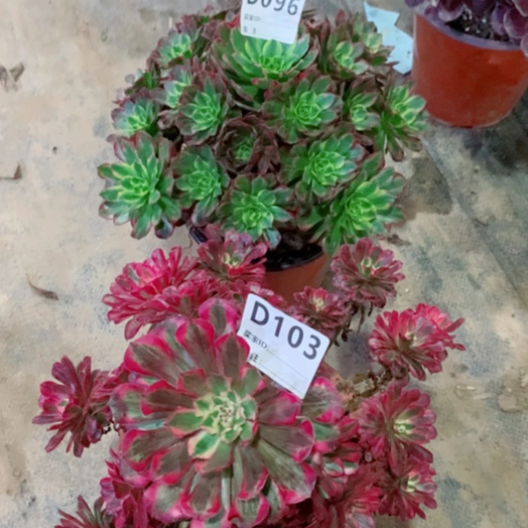 【闪购商品】彩**天096➕103