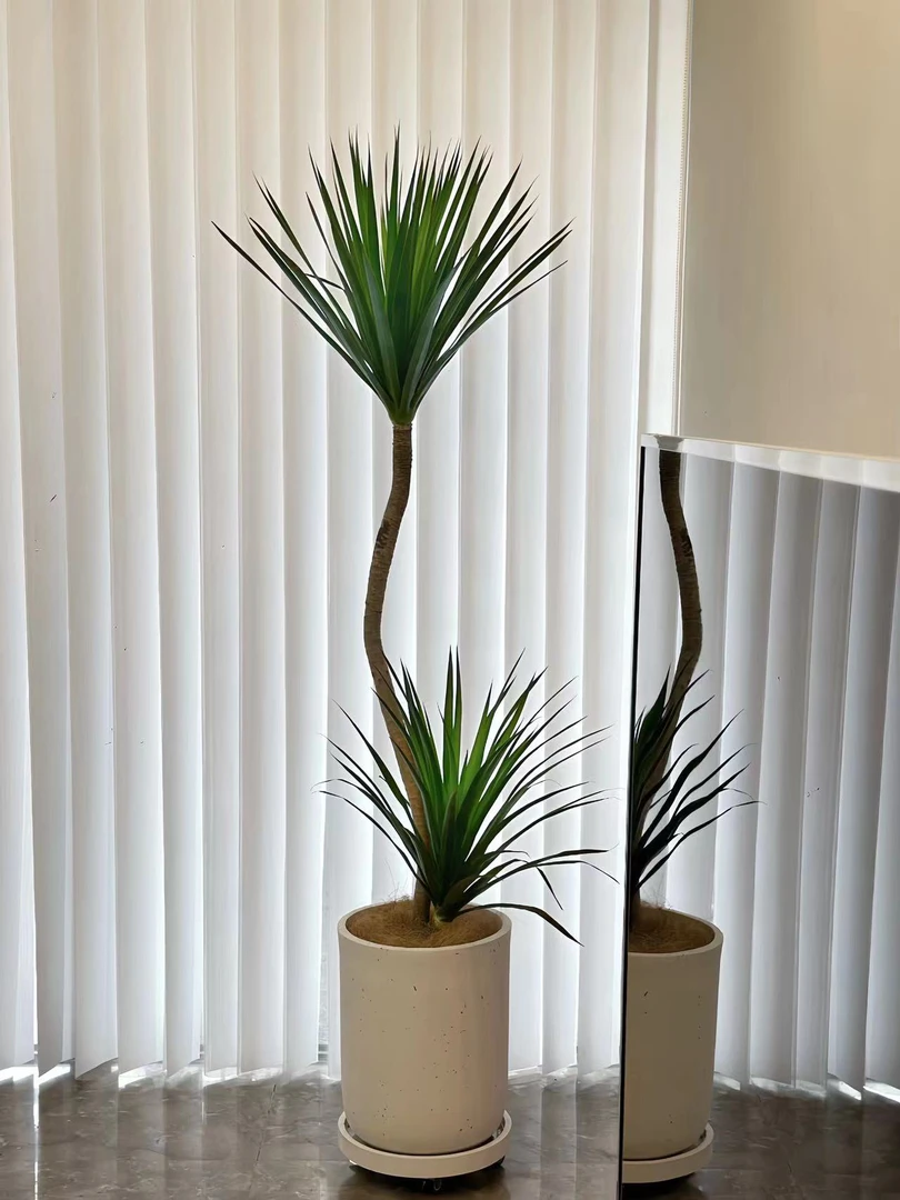 龙血树大型客厅绿植室内招财盆栽网红龙须树绿植盆景
