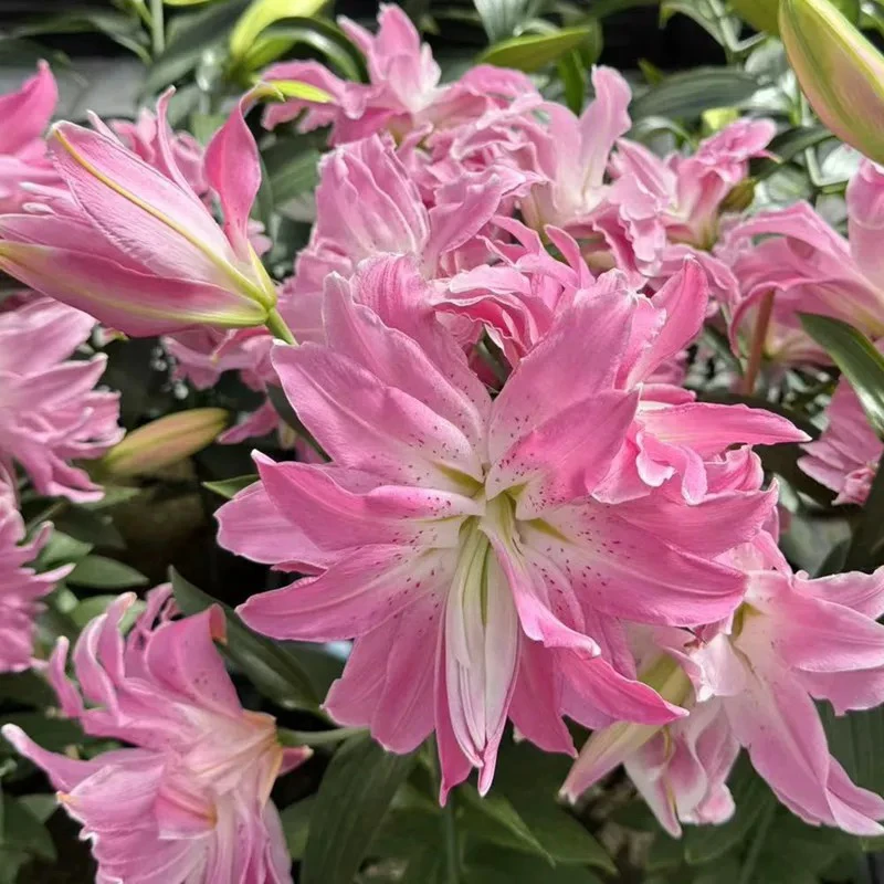 进口香水百合【莲花皇后】重瓣15-17大球庭院阳台四季可种