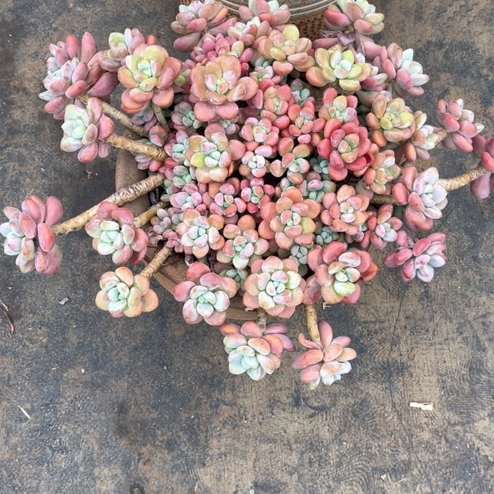 鸿**线红洛神红洛神➕盆