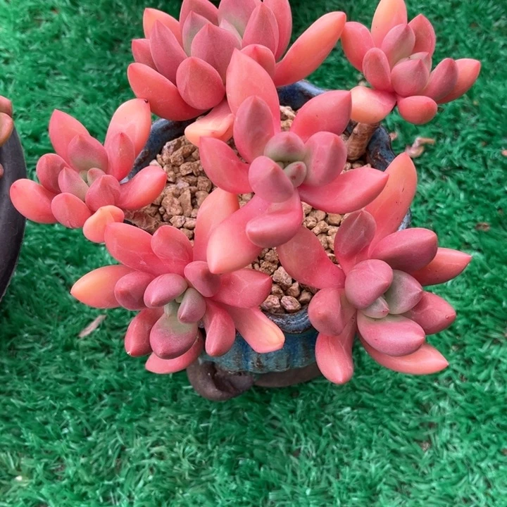 桃花源多肉植物无砍