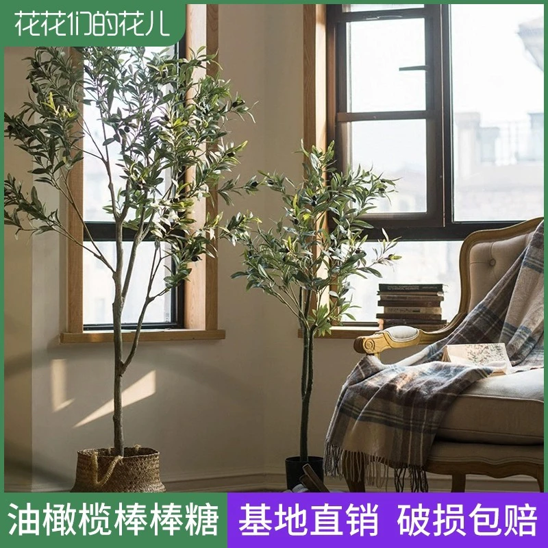 油橄榄棒棒糖常绿地中海风情i北欧ins绿色花卉庭院木本花卉盆栽