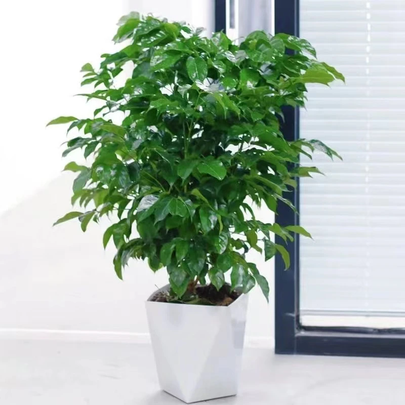 幸福树室内绿植大型盆栽客厅阳台绿宝植物四季好养盆景花卉推荐